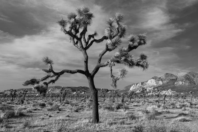 Joshua Tree- Fine Art Landscape Photography