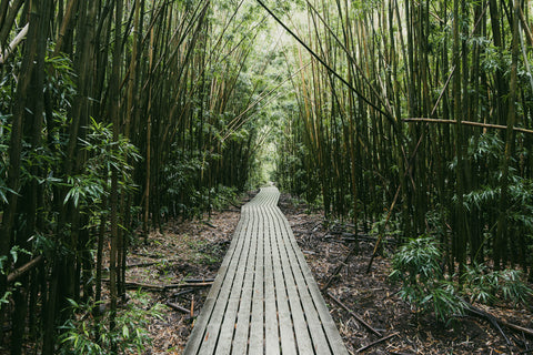 fine art photography of maui in the bamboo forest and beach photography prints