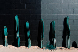 Cactus Lineup - Korbin Bielski Fine Art