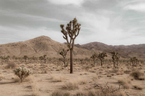 Desert Evening - Korbin Bielski Fine Art