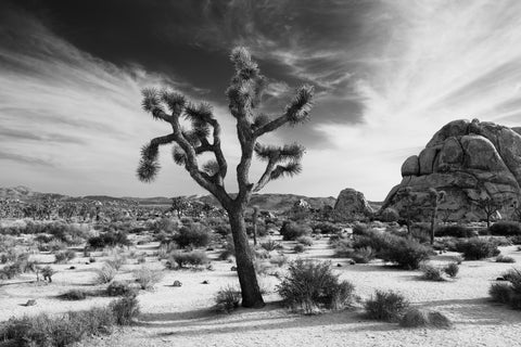 Las Vegas Cactus Photograph by Costa Pi - Fine Art America