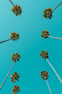 Palm trees wall art and photography print